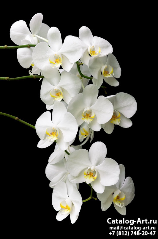 Натяжные потолки с фотопечатью - Белые орхидеи 21